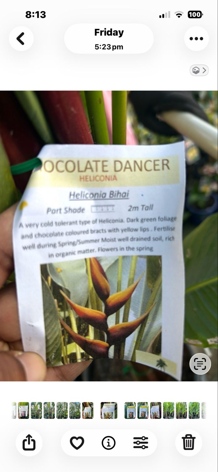 Heliconia Chocolate Dancer 30 L Pot