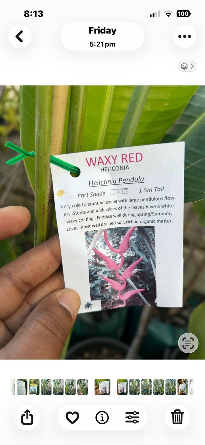 Heliconia Waxy Red 30 L Pot