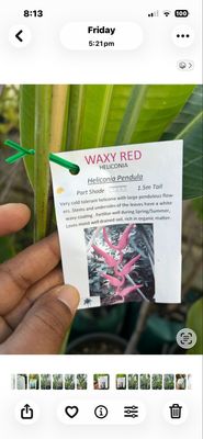 Heliconia Waxy Red 30 L Pot