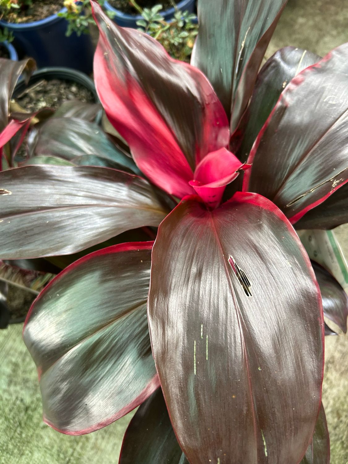 Cordyline Dark Red 4 L Pot
