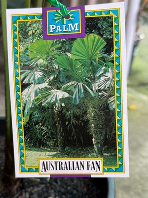 Australian Fan Palm Or QueensLand Palm 8 L Pot