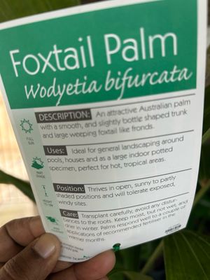 Foxtail Palm 8 L Pot