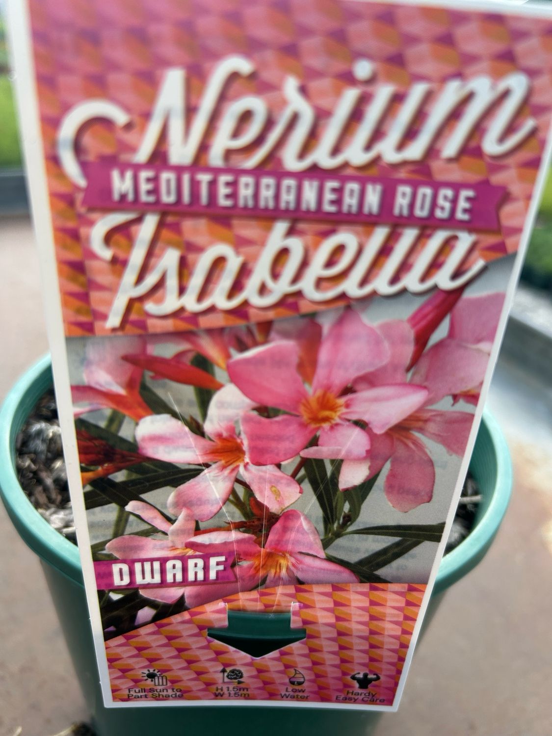 Nerium Oleander Isabella 3.5 L Pot