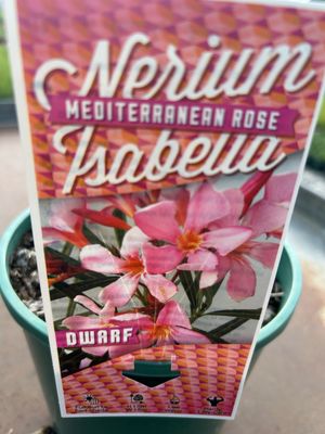 Nerium Oleander Isabella 3.5 L Pot