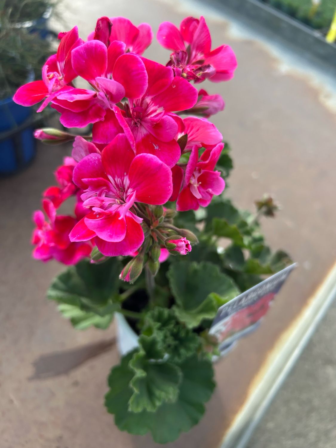 Pelargonium Great Balls Of Fire Savana TexMex Fire 1.4 L Pot