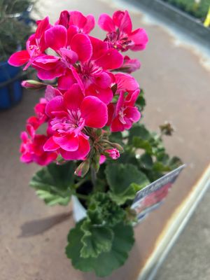 Pelargonium Great Balls Of Fire Savana TexMex Fire 1.4 L Pot