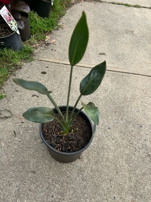 Strelitzia Reginae Or Orange Birds Of Paradise 1.4 L Pot