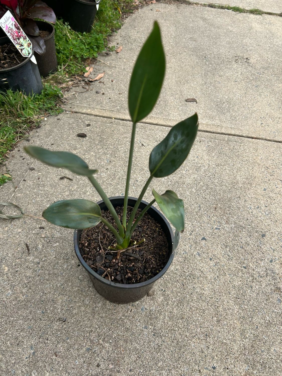 Strelitzia Reginae Or Orange Birds Of Paradise 1.4 L Pot