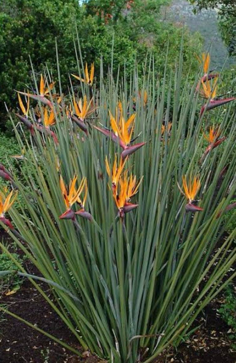Strelitzia Juncea 5 L Pot
