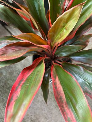 Cordyline Bolero 4 L Pot