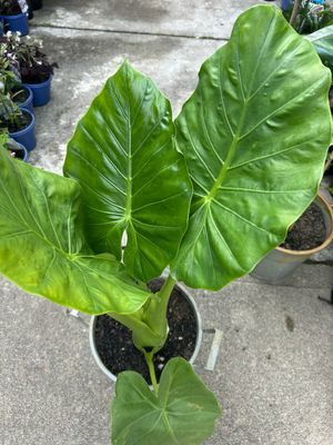 Alocasia macrorrhiza 14 L Pot