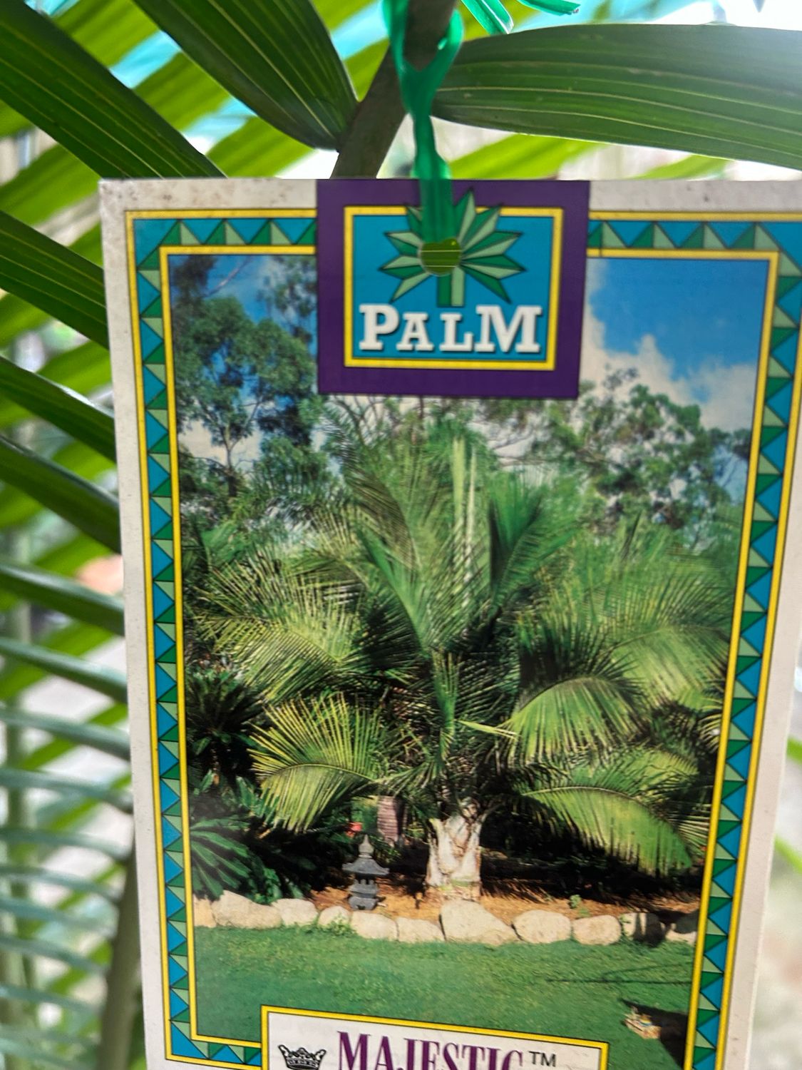 Majestic Palm 14 L Pot