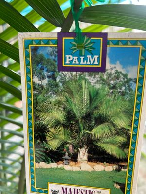 Majestic Palm 14 L Pot