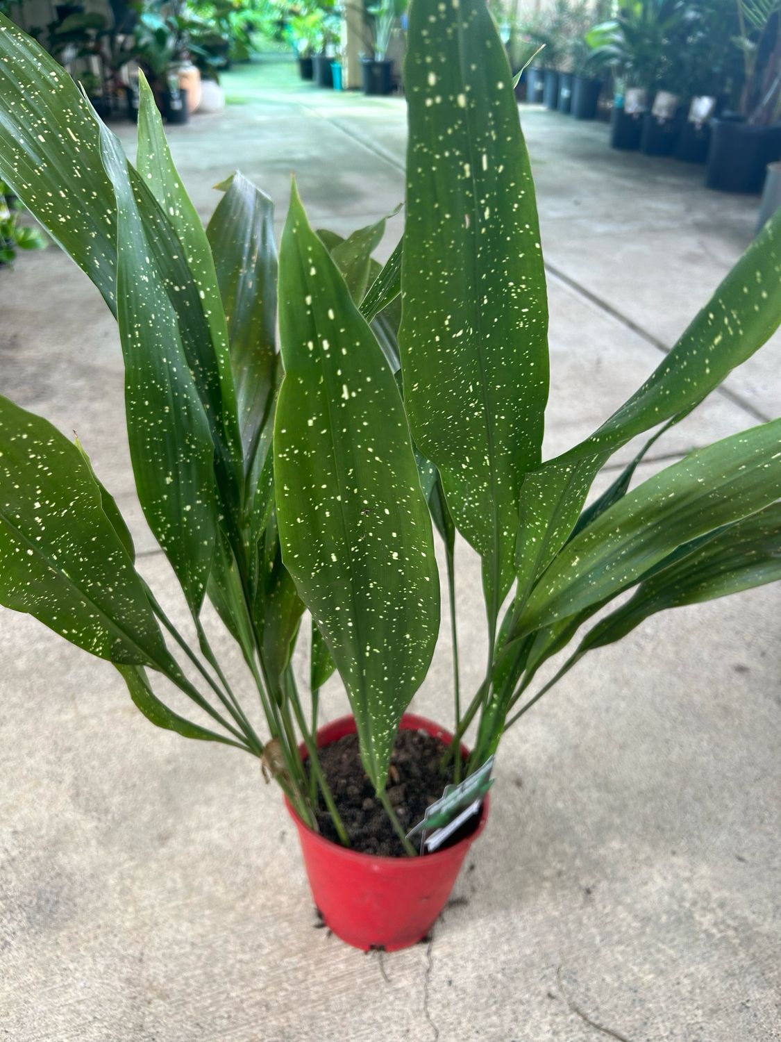 Aspidistra Shooting Star 5 L Pot