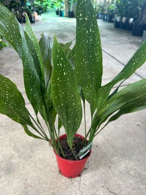 Aspidistra Shooting Star 5 L Pot