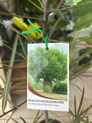 QLD Bottle Tree 14 L Pot