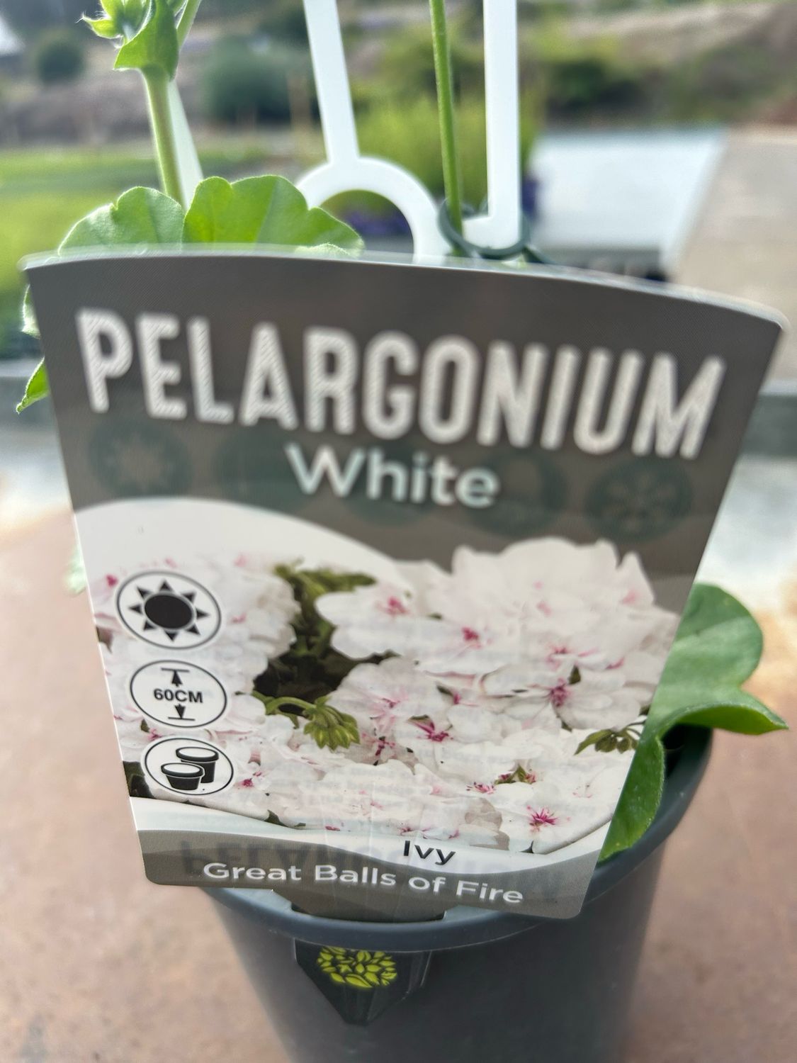 Pelargonium Great Ball Of Fire White 1.4 L Pot