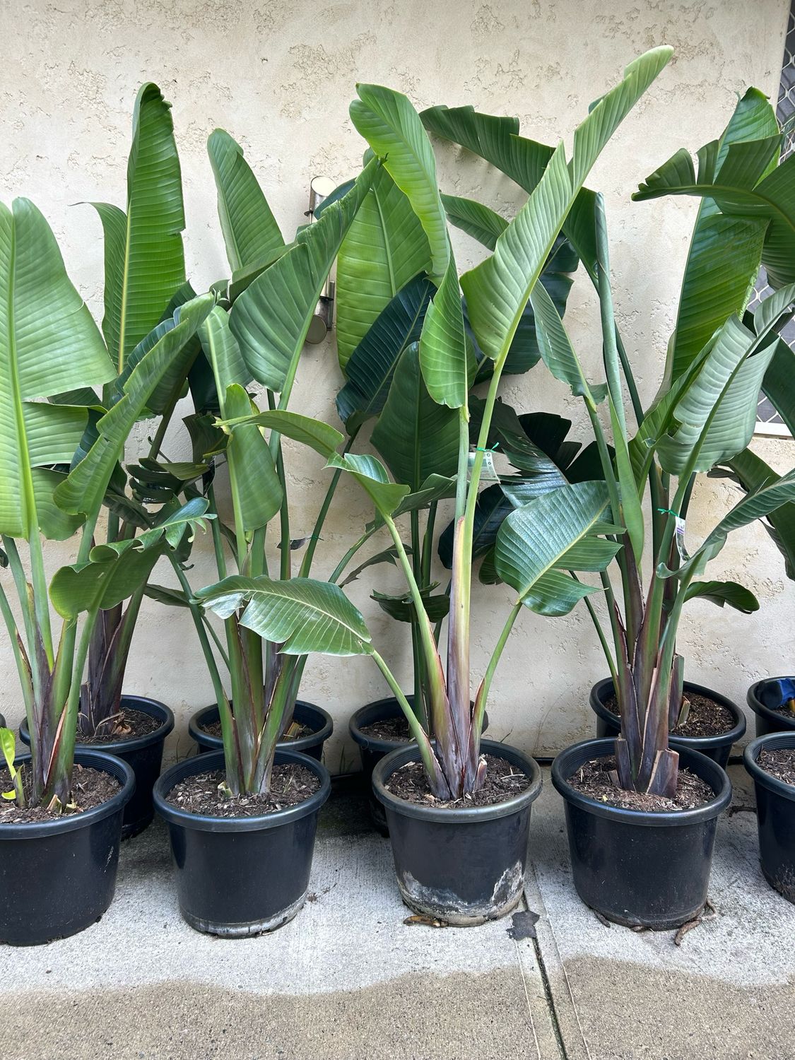 Giant Birds Of Paradise Or Strelitzia Nicolai 40 L Pot