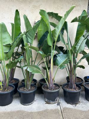 Giant Birds Of Paradise 40 L Pot