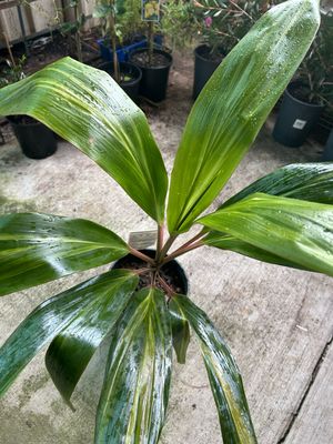 Cordyline Pink Variegated 4 L Pot