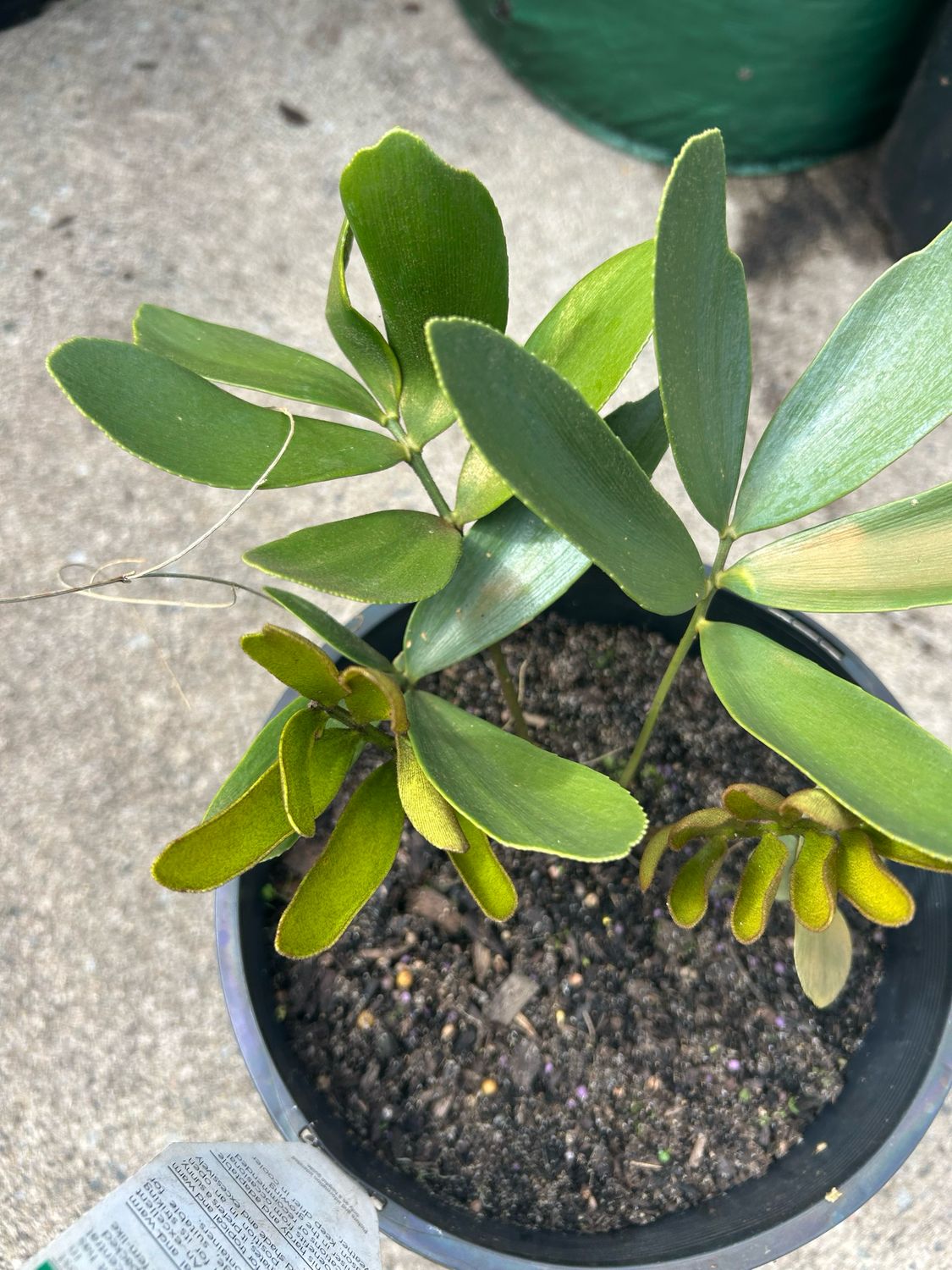 Cardboard Cycad 5 L Pot