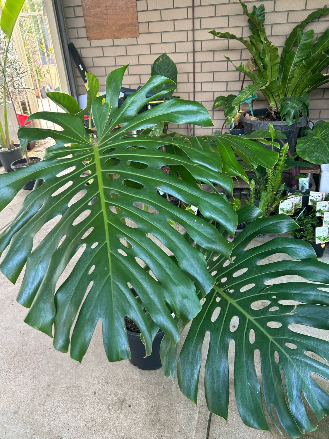 Monstera Deliciosa Or Fruit Salad Plant 14 L Pot