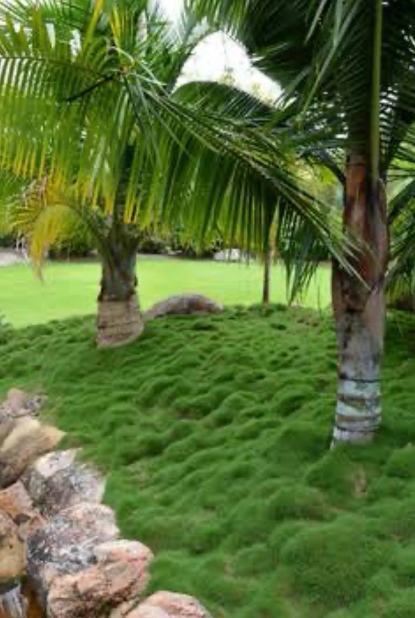 No Mow Grass 1.4 L Pot