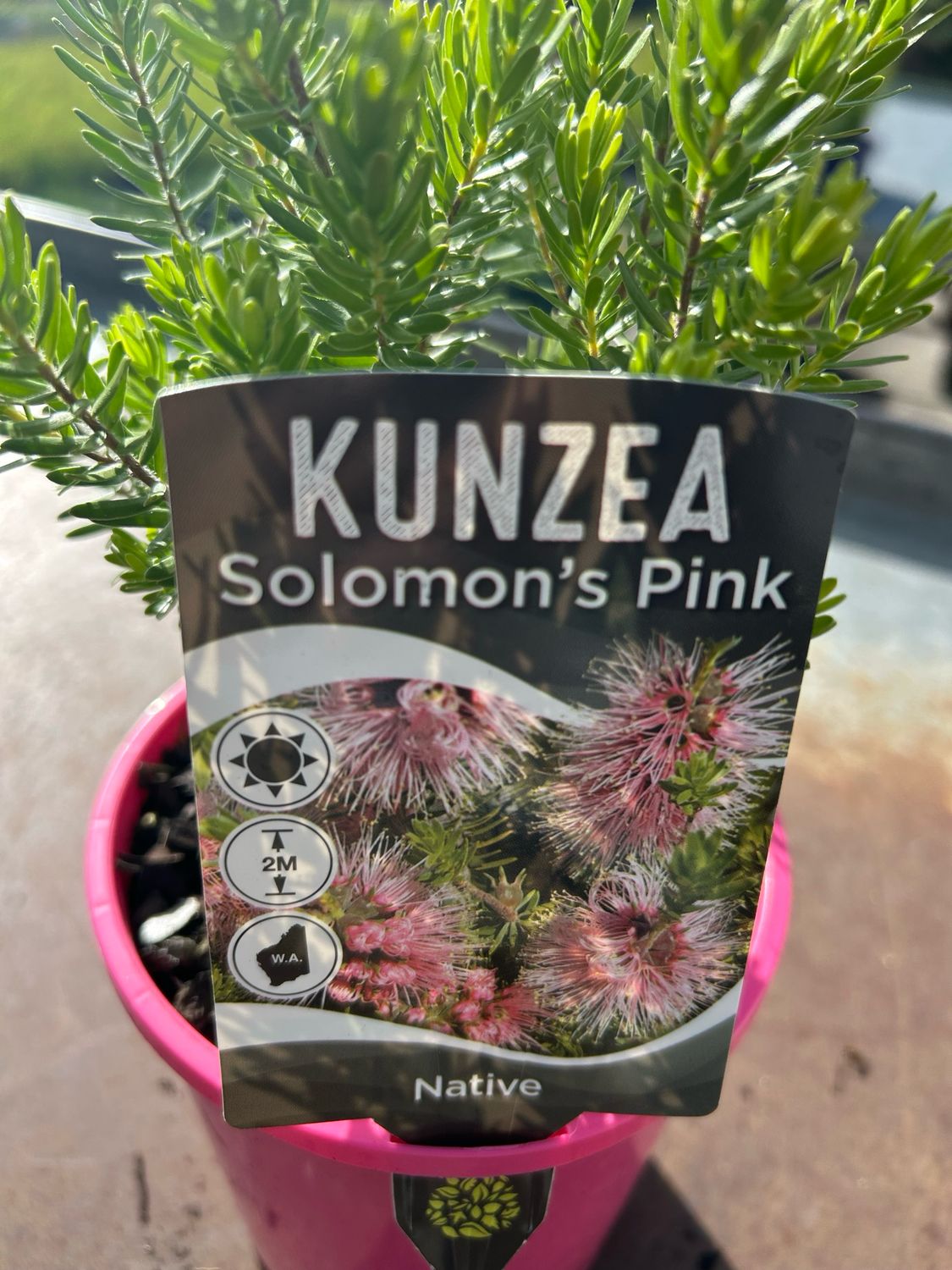 Kunzea Baxteri Solomon’s Pink