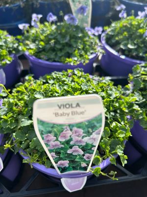 Viola Hederacea Baby Blue 1.4 L Pot