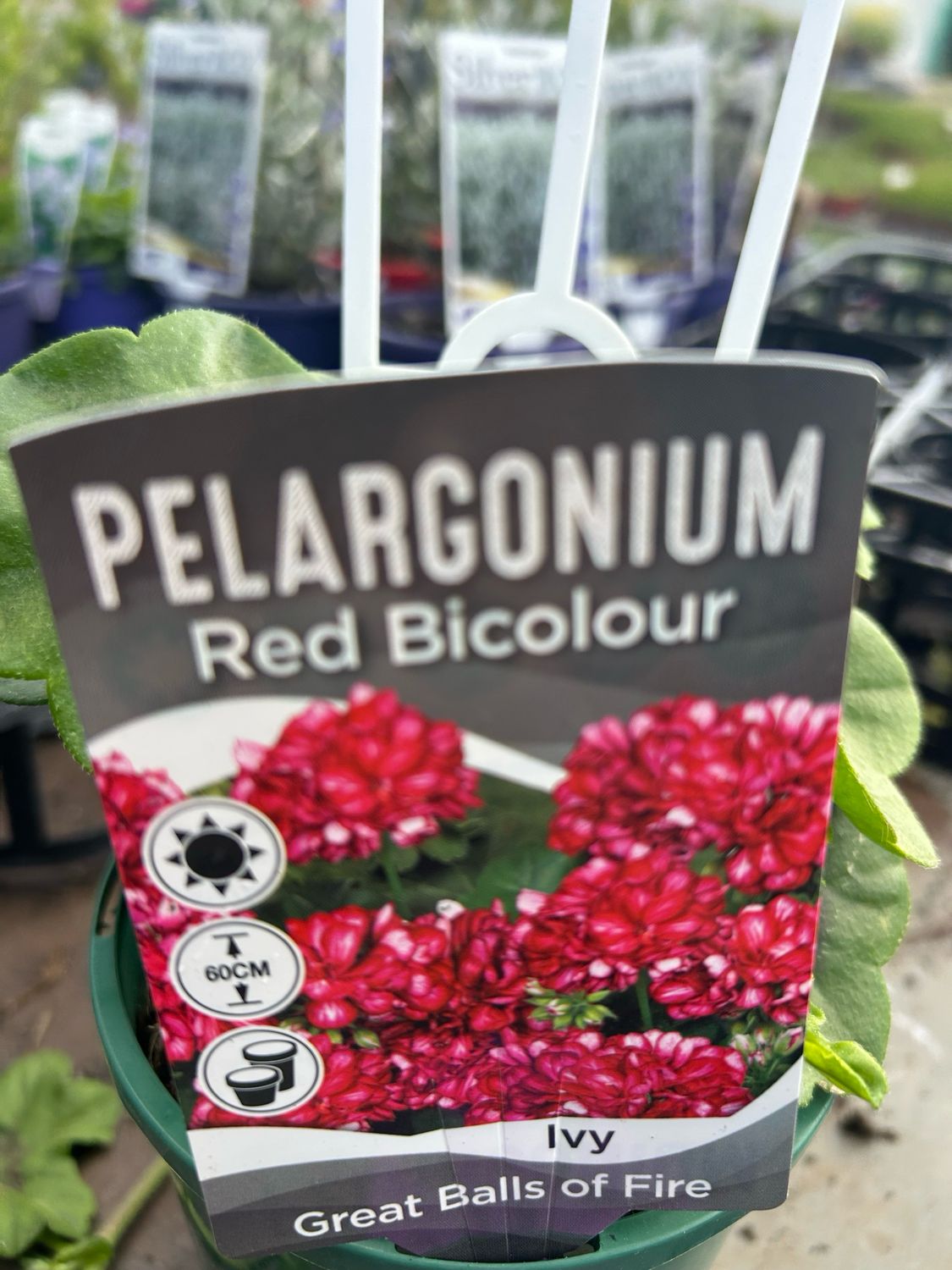 Pelargonium Great Ball Of Fire Red Bicolor 1.4 L Pot