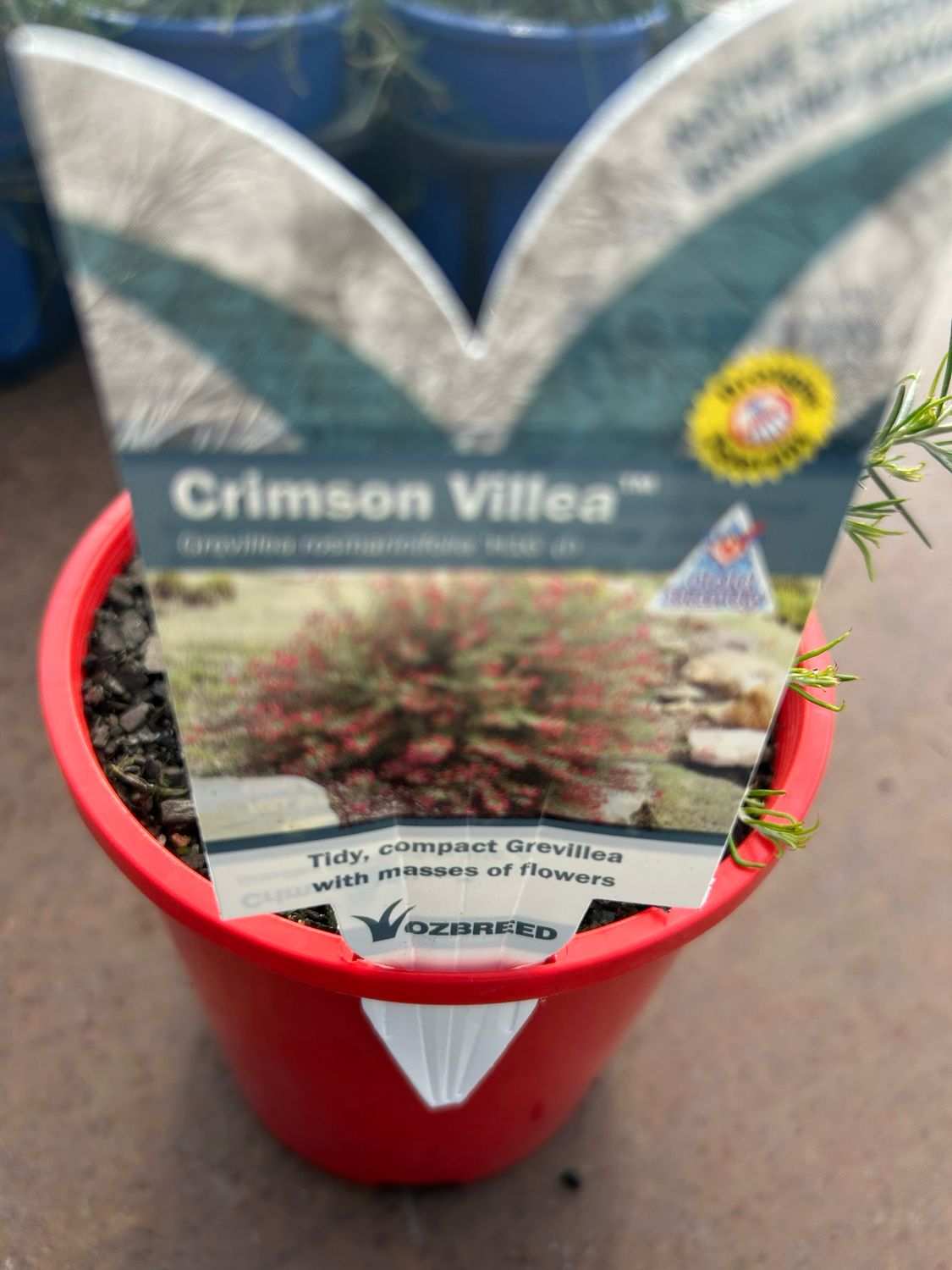 Grevillea Rosmarinifolia Crimson Villea 1.4 L Pot