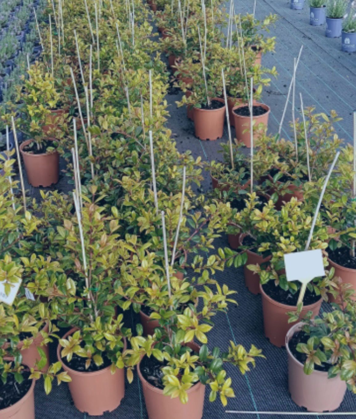 Lilly Pilly Resilience 4 L Pot