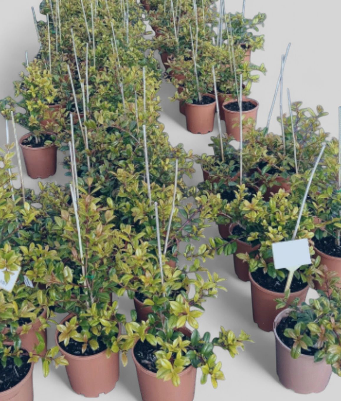 Lilly Pilly Resilience 4 L Pot