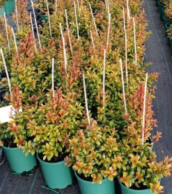 Syzygium Straight and Narrow 4 L Pot
