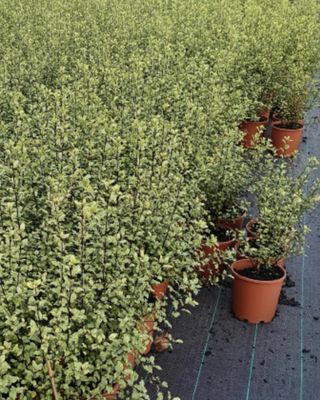 Pittosporum Screen Between 4 L Pot