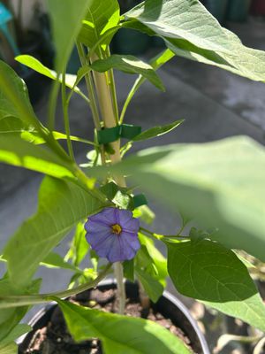 Solanum Royal Robe 4 L Pot