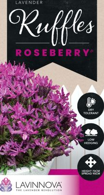 Lavandula Roseberry Ruffles 1.4 L Pot