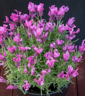 Lavandula Fairy Wings Radiance 1.4 L Pot