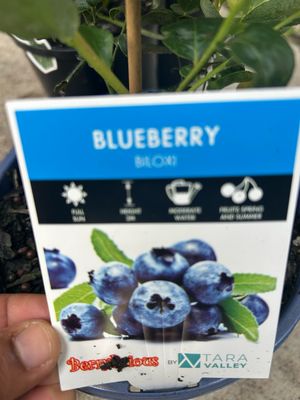 Blueberry Biloxi 3.5 L Pot Size