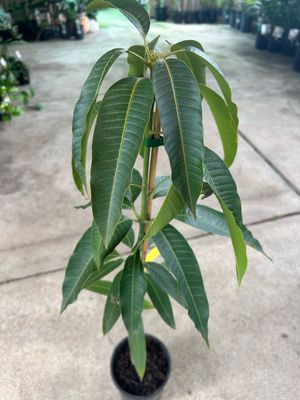 Saigon Mango 3.5 L Pot1
