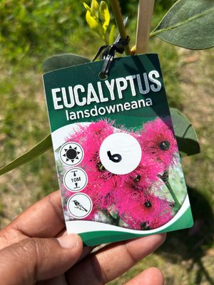 Eucalyptus Lansdoweana 5 L Pot