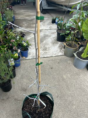 Jujube Grafted Shanxi Li 25 L Bag