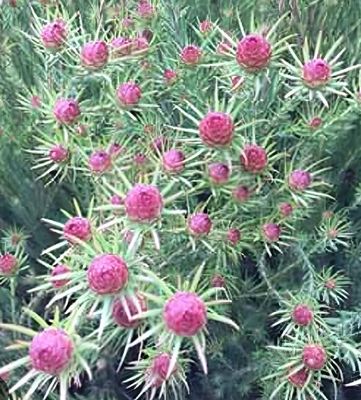 Leucadendron Jubeli Crown 4 L Pot
