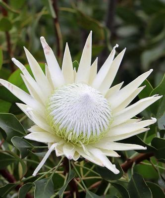 Protea King White 5 L Pot