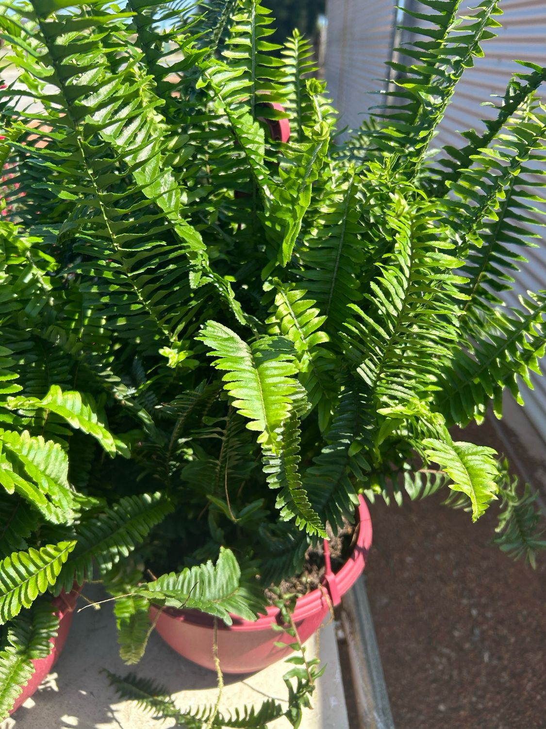 Boston Fern Basket 6 L Pot