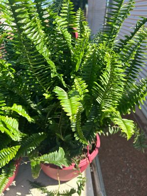 Boston Fern Basket 6 L Pot