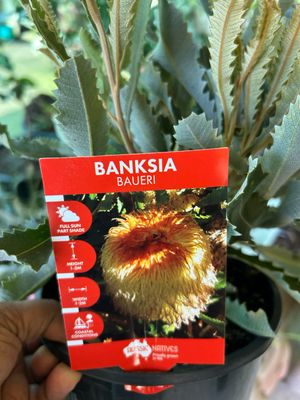 Banksia Baurii Or Possum Banksia 4 L Pot