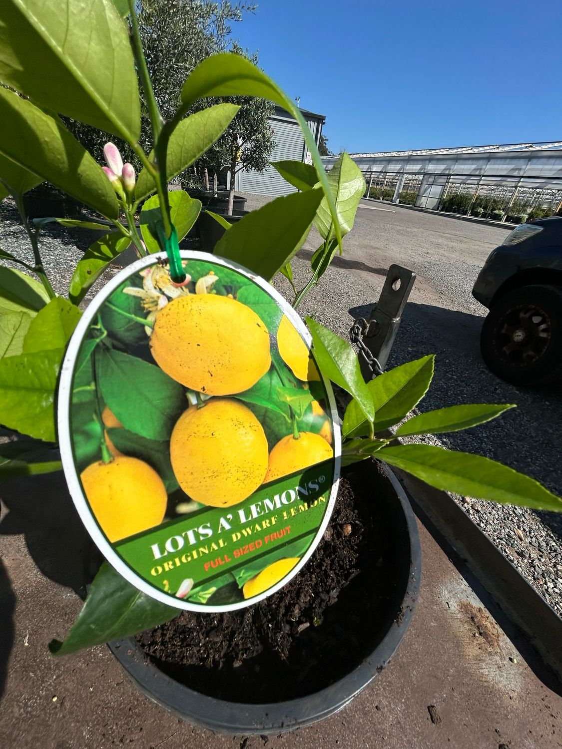 Lot’s A Lemon Or Dwarf Meyer Lemon 5 L Pot