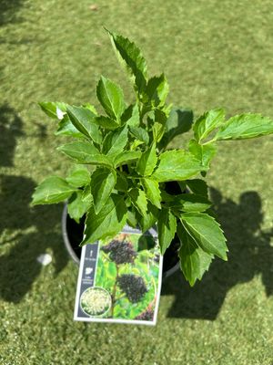 Elderflower Plant 1.4 L Pot