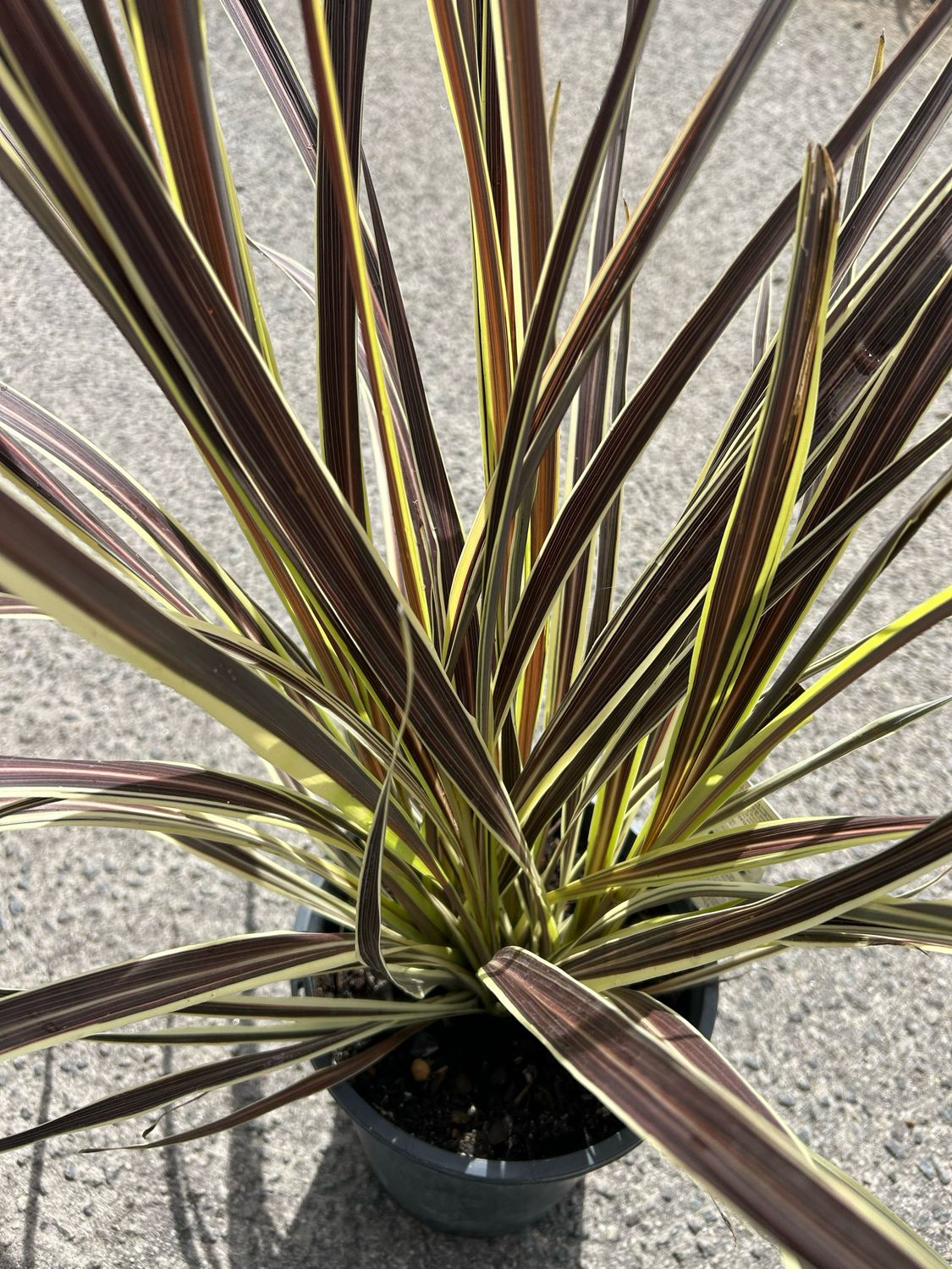 Cordyline Electric Flash 5 L Pot
